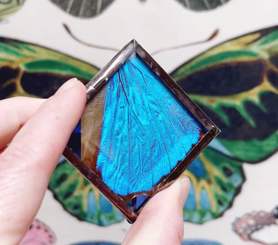 Blue Morpho butterfly stained glass suspend.it